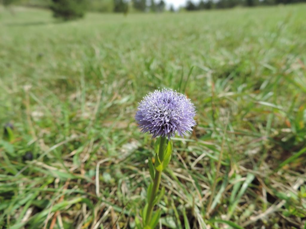 Globularia bisnagarica